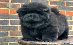 Chow Chow dogs for sale: 🧸🧸Beautiful litter of chow chow puppies🧸🧸 - Image 16