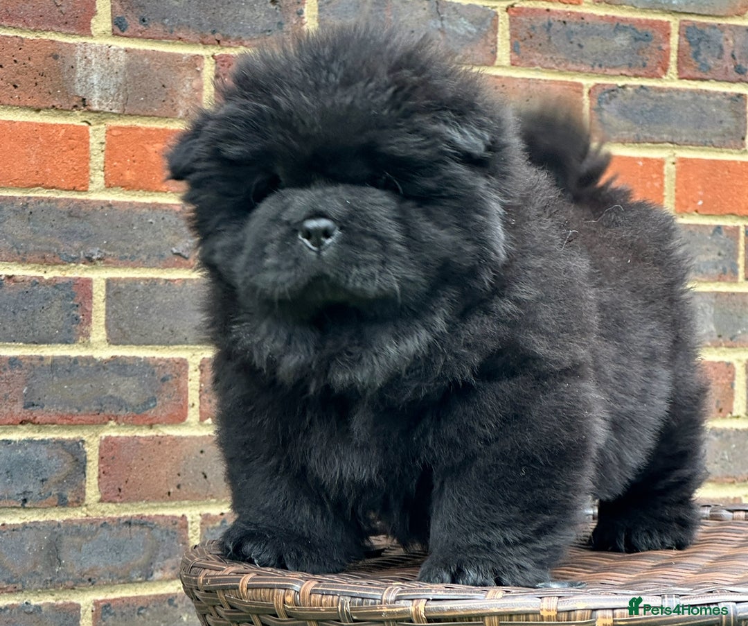 Chow Chow dogs for sale: 🧸🧸Beautiful litter of chow chow puppies🧸🧸 - Image 16