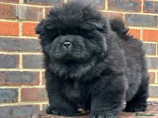 Chow Chow dogs 🧸🧸Beautiful litter of chow chow puppies🧸🧸 - Advert 16