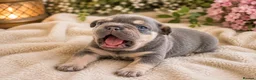French Bulldog dogs for sale: 💙 Beautiful French Bulldog Puppies 💙 - Advert 4