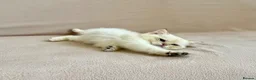 British Shorthair cats for sale: 🐾 Purebred Golden BSH kittens 🐾  in Leeds - Advert 10