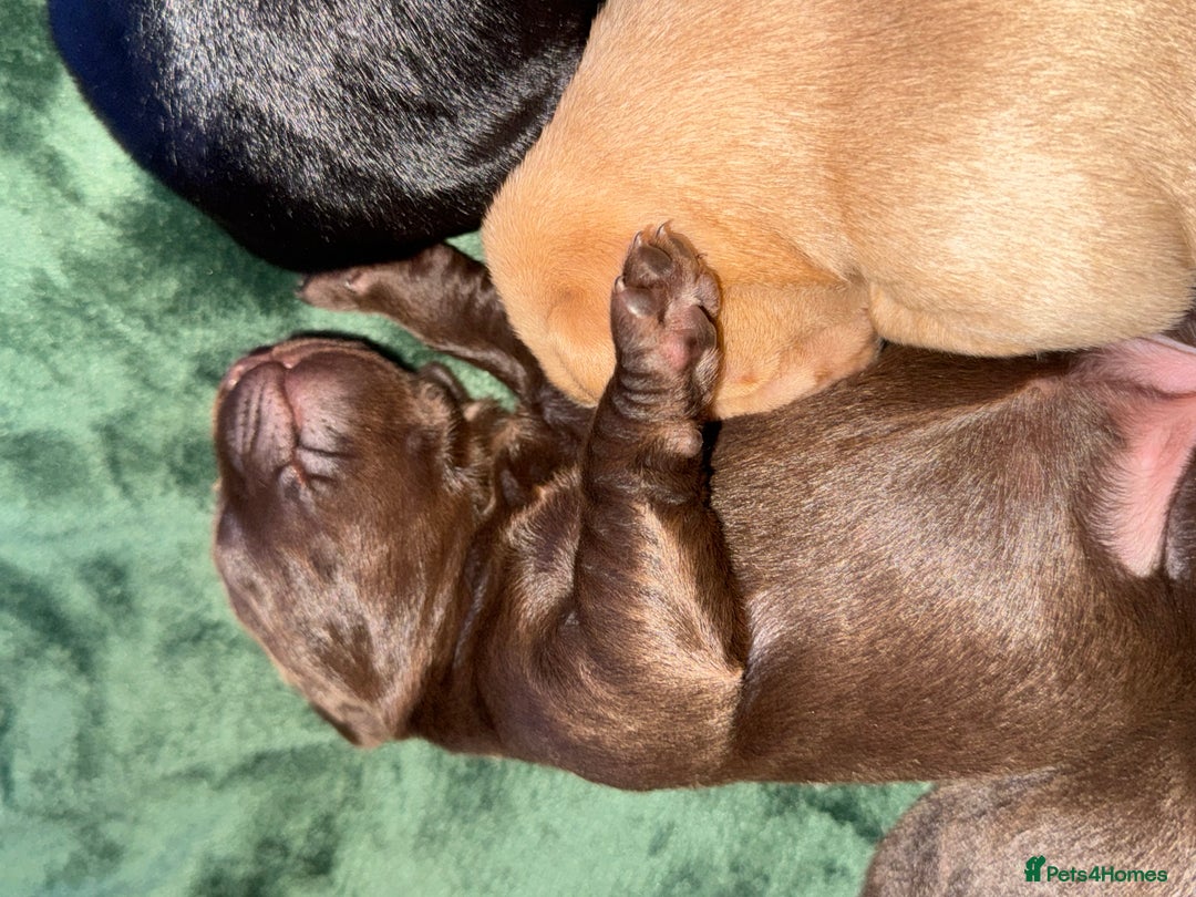 Labrador Retriever dogs for sale: KC Registered Labrador Retriever Puppies - Advert 6