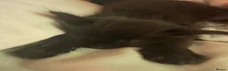 Mixed Breed cats for sale: Two sweet male kittens - Advert 3