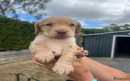 Cocker Spaniel dogs for sale: Quality KC Registered Working Cocker Spaniels - Image 5
