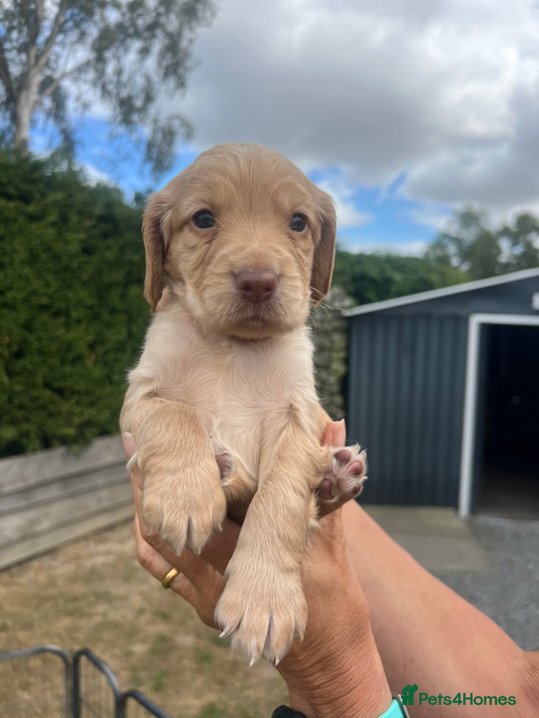 Cocker Spaniel dogs for sale: Quality KC Registered Working Cocker Spaniels - Image 5