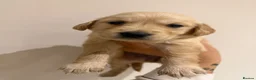 Golden Retriever dogs for sale: Beautiful golden babies - Advert 5