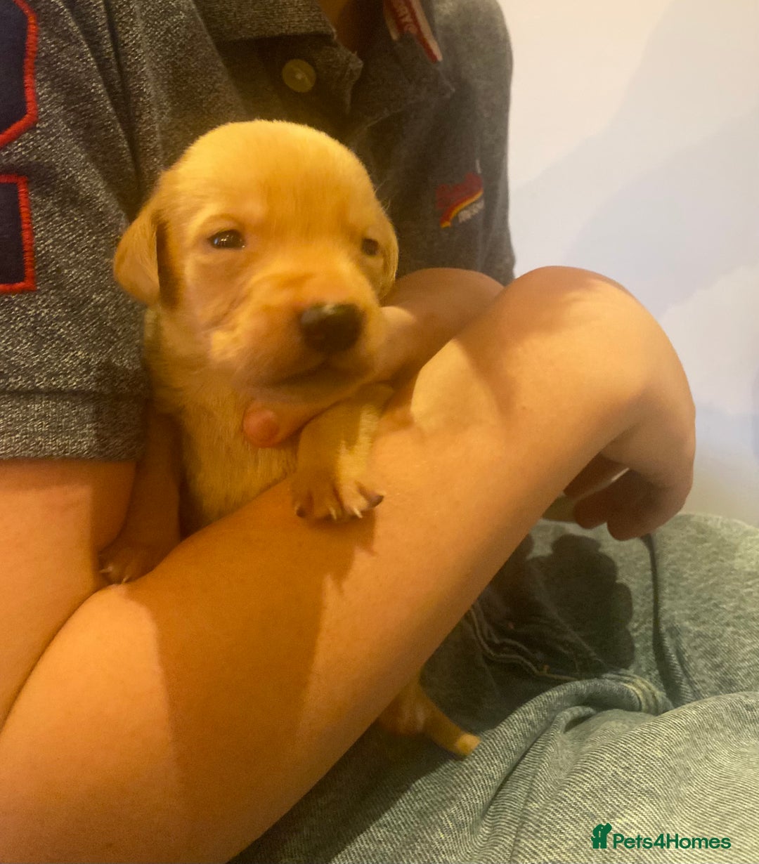 Labrador Retriever dogs for sale: KC registered Labrador puppies - Advert 13