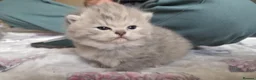 British Shorthair cats for sale: six beautiful British Shorthair  in Halifax - Advert 35