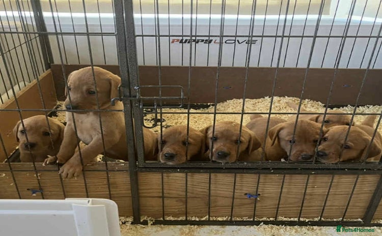 Labrador Retriever dogs - Advert 12