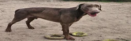 Dobermann dogs for sale: Rehome of raa - Advert 1