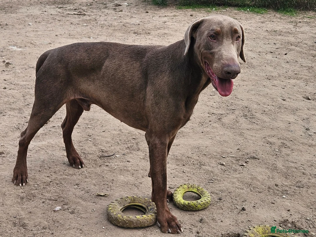 Dobermann dogs for sale: Rehome of raa - Advert 1