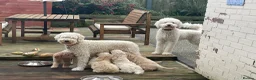 Goldendoodle dogs for sale: Female golden doodle for sale  - Advert 2