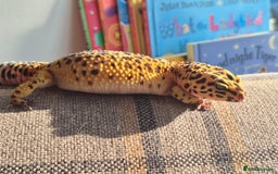 Leopard Gecko reptiles for sale: Kevin the leopard gecko - Image 8