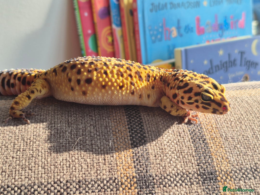Leopard Gecko reptiles for sale: Kevin the leopard gecko - Image 8