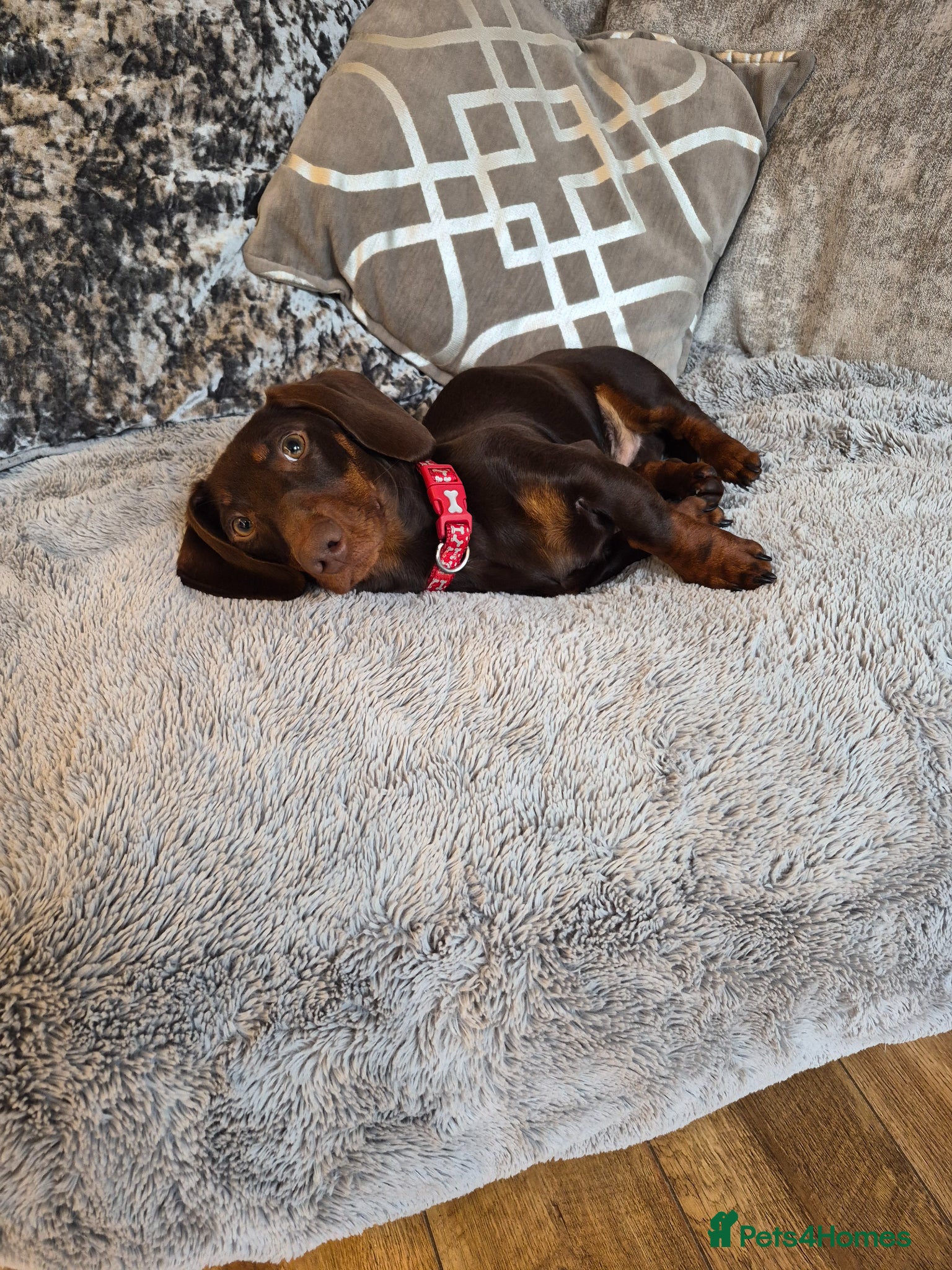 Dachshund dogs Dash  - Advert 1