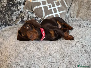 Dachshund dogs Dash - Advert 1