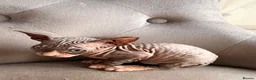 Sphynx cats for sale: 🐾 Beautiful Sphynx Kittens – Ready to Leave Now - Advert 6