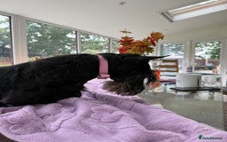 Scottish Terrier dogs for adoption: Nadine – A Little Dog with a Big Heart - Image 2