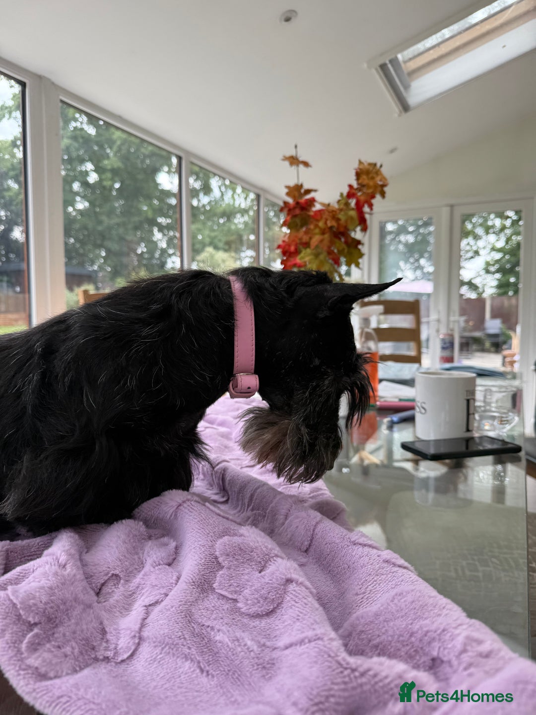 Scottish Terrier dogs for adoption: Nadine – A Little Dog with a Big Heart - Image 2