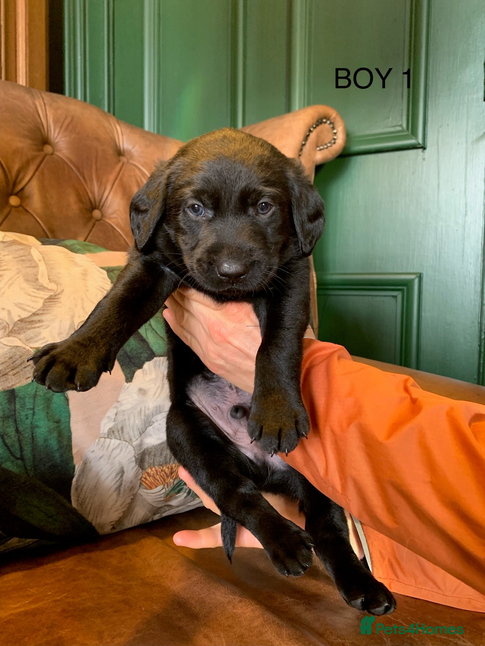 Labrador Retriever dogs Gorgeous standout Bowes-Lyon Lab KC registered  - Advert 5