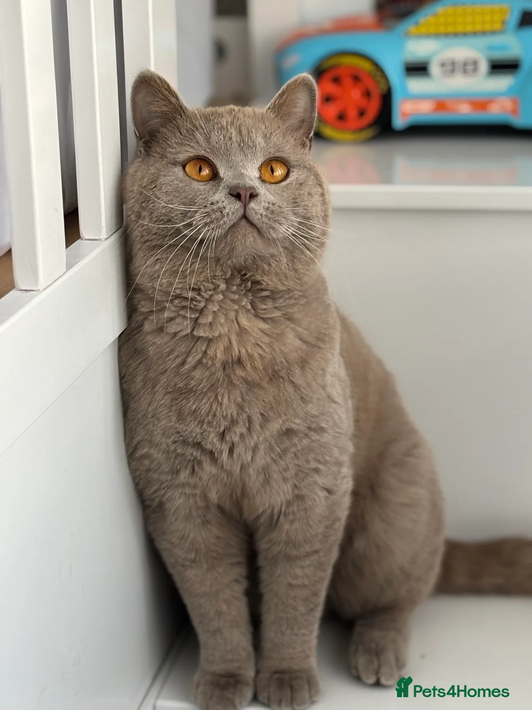 British Shorthair cats for stud: PROVEN! HEALTH TESTED! Stud  ** ) in Holywell - Advert 6