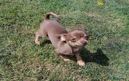 Chihuahua dogs for sale: Stunning tiny Chihuahua puppies. READY NOW - Image 5