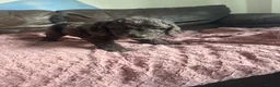 Cockapoo dogs for sale: Cockapoo puppies 🐶  in Swadlincote - Advert 13