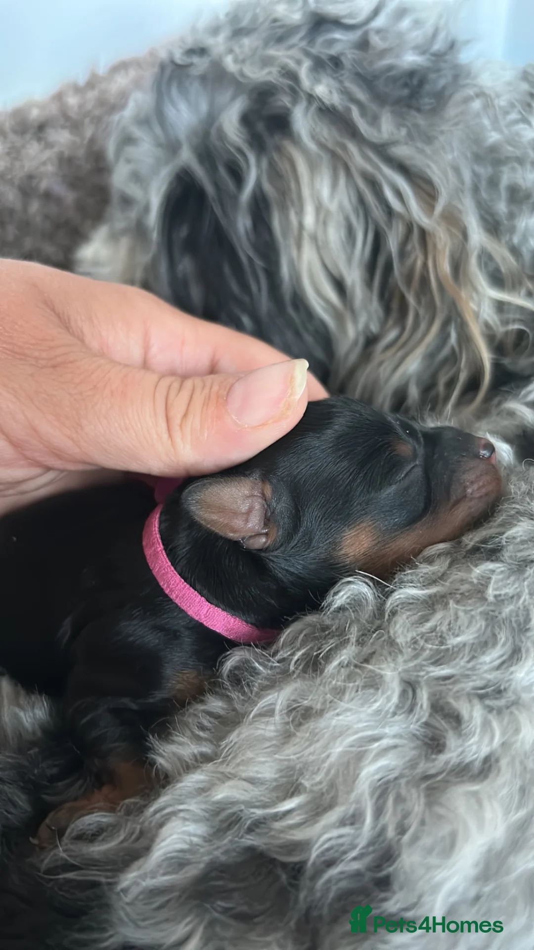 Cavapoo dogs for sale:  Merle Toy Cavapoo Puppies - Advert 31