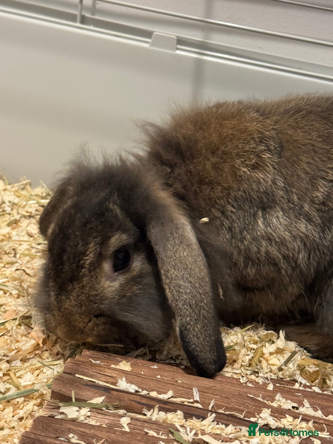 Mixed Breed rabbits for sale: Female rabbit  - Advert 4