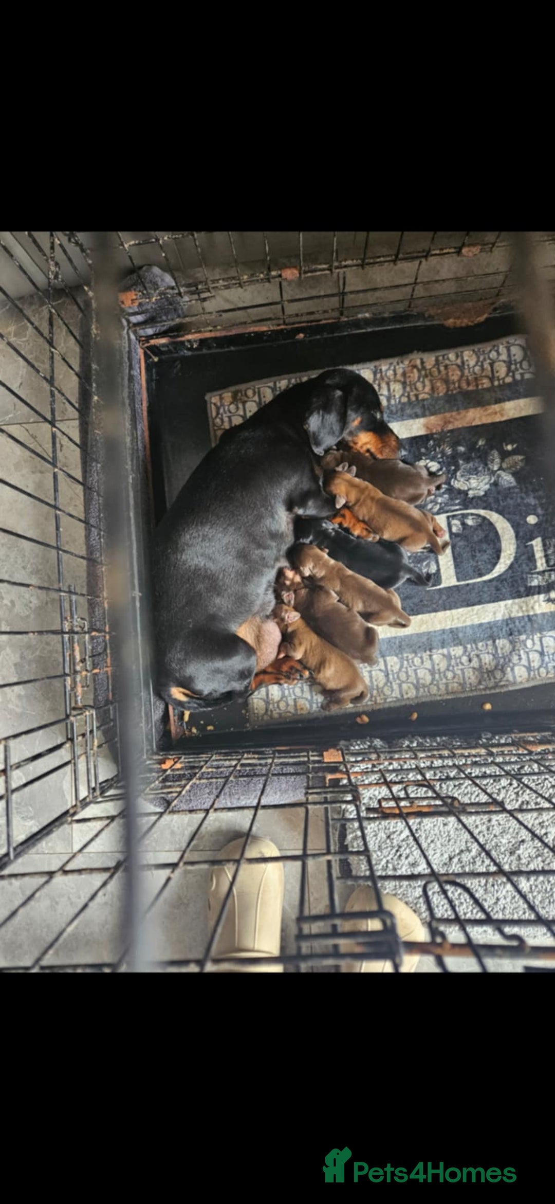 Dachshund dogs for sale: Miniature dachshund puppies - Image 7