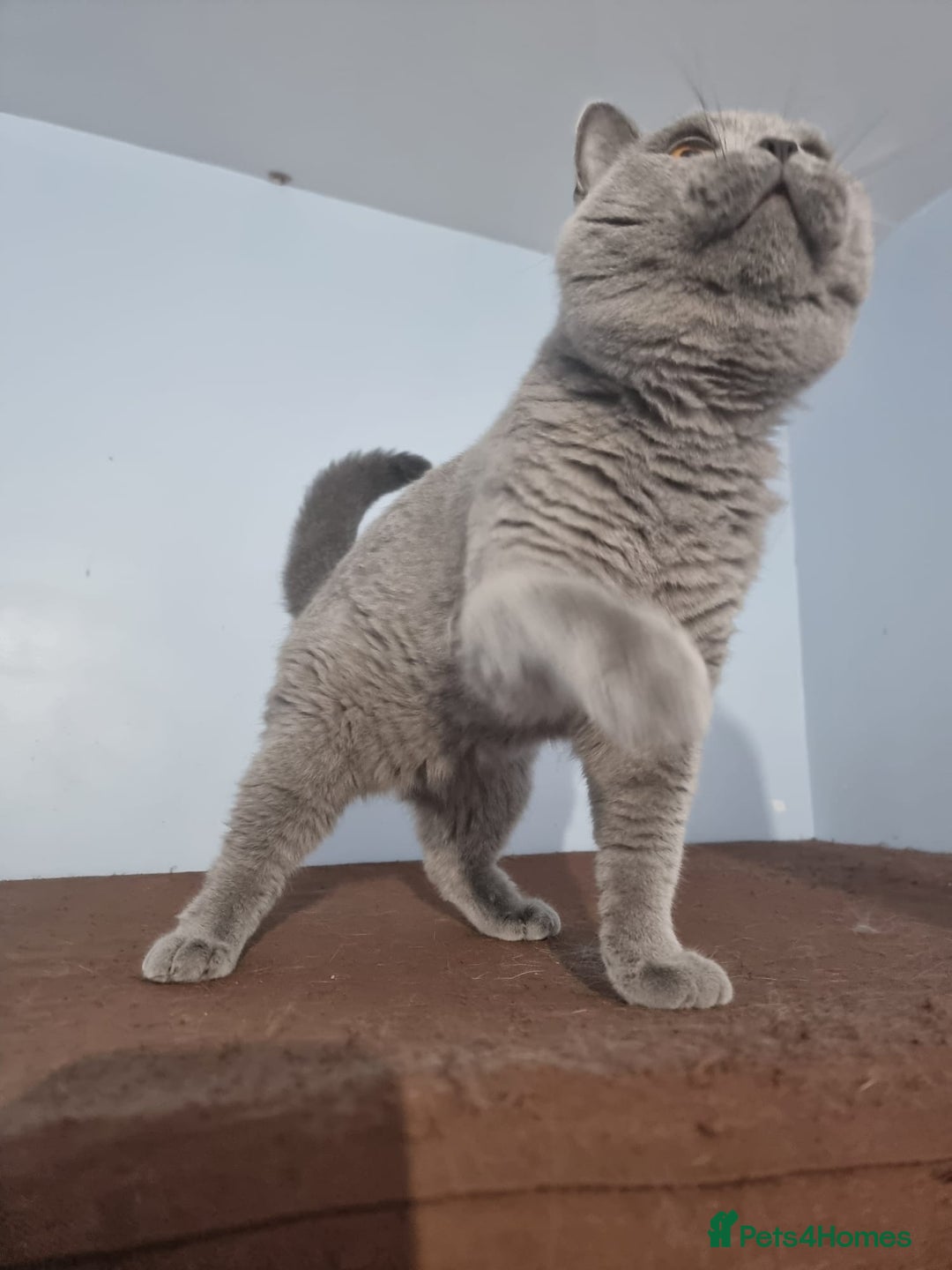 British Shorthair cats for sale: Lilac Blue Female British Shorthair GCCF Pedigree - Advert 16