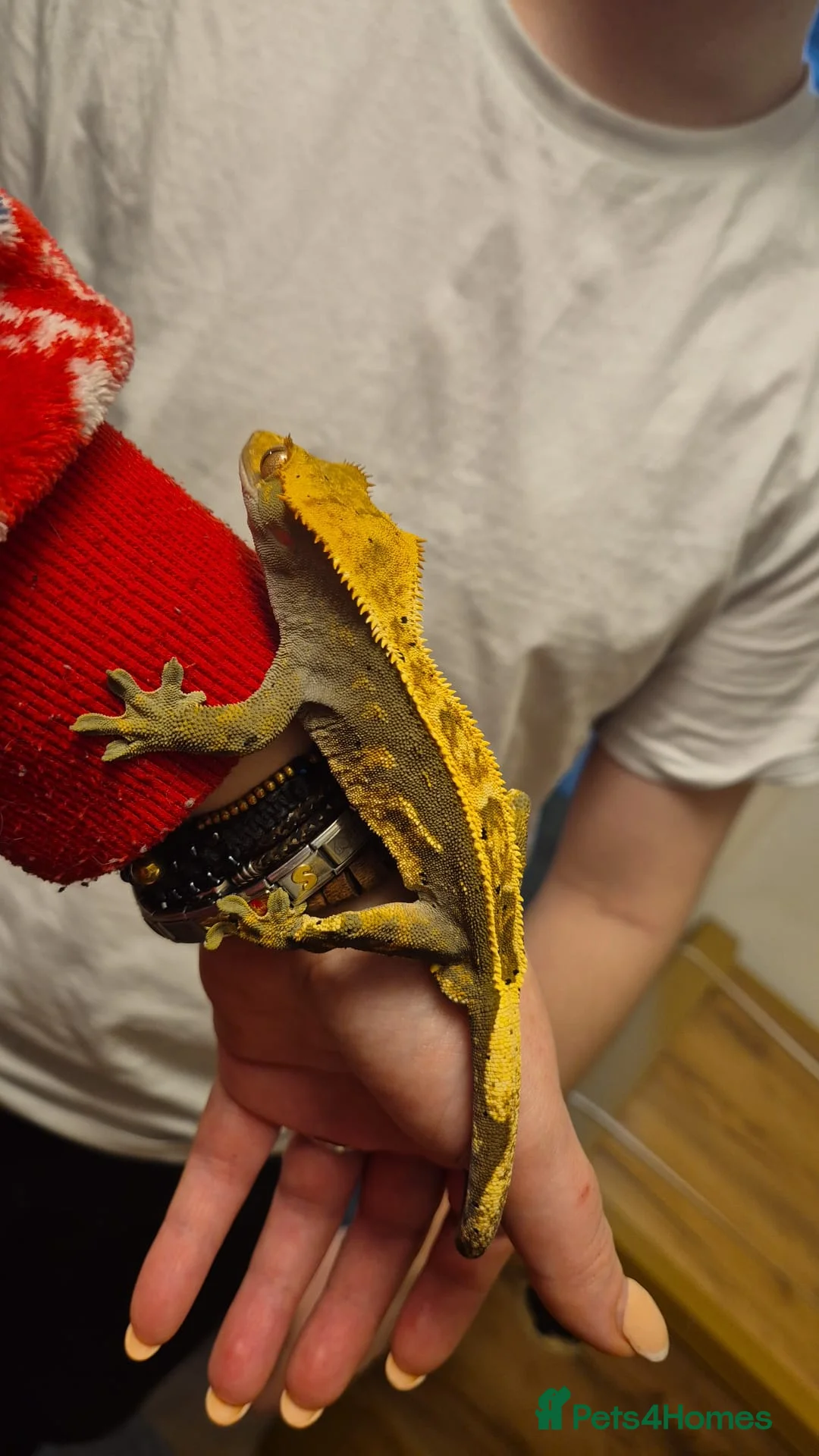Gecko reptiles for sale: Dark Based Extreme Harlequin Full Pin - Advert 2