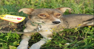 Mixed Breed dogs - Advert 12
