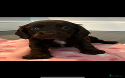 Cocker Spaniel dogs for sale: Cocker spaniel puppies for sale  - Image 2