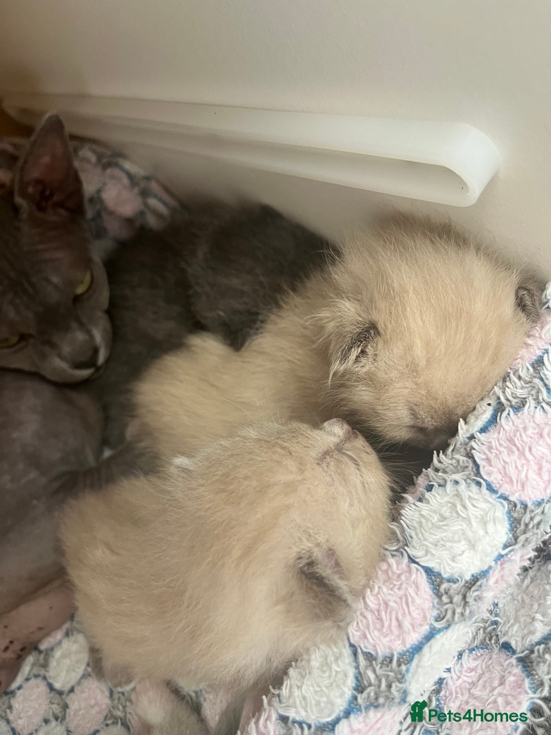 Ragdoll cats for sale: Ragdoll X Sphynx kittens  - Image 17