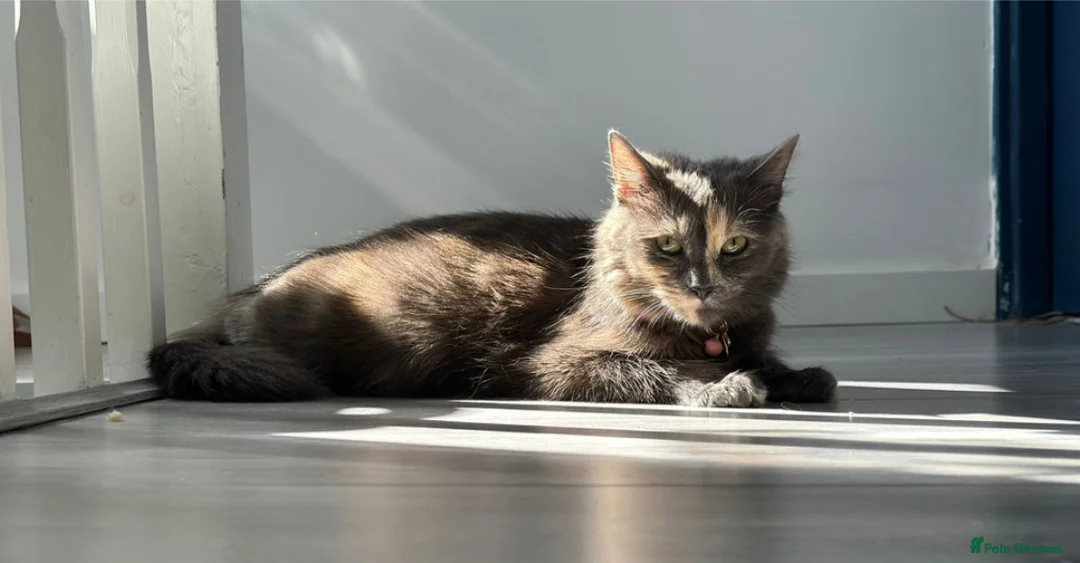 Maine Coon cats for sale: Beautiful Maincoon cross kitten for sell - Advert 3