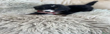 Bernese Mountain Dog 2