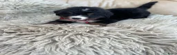 Bernese Mountain Dog dogs for sale: Stunning boys and girls - Advert 33