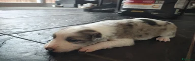 Puppy 6 - Blue merle boy