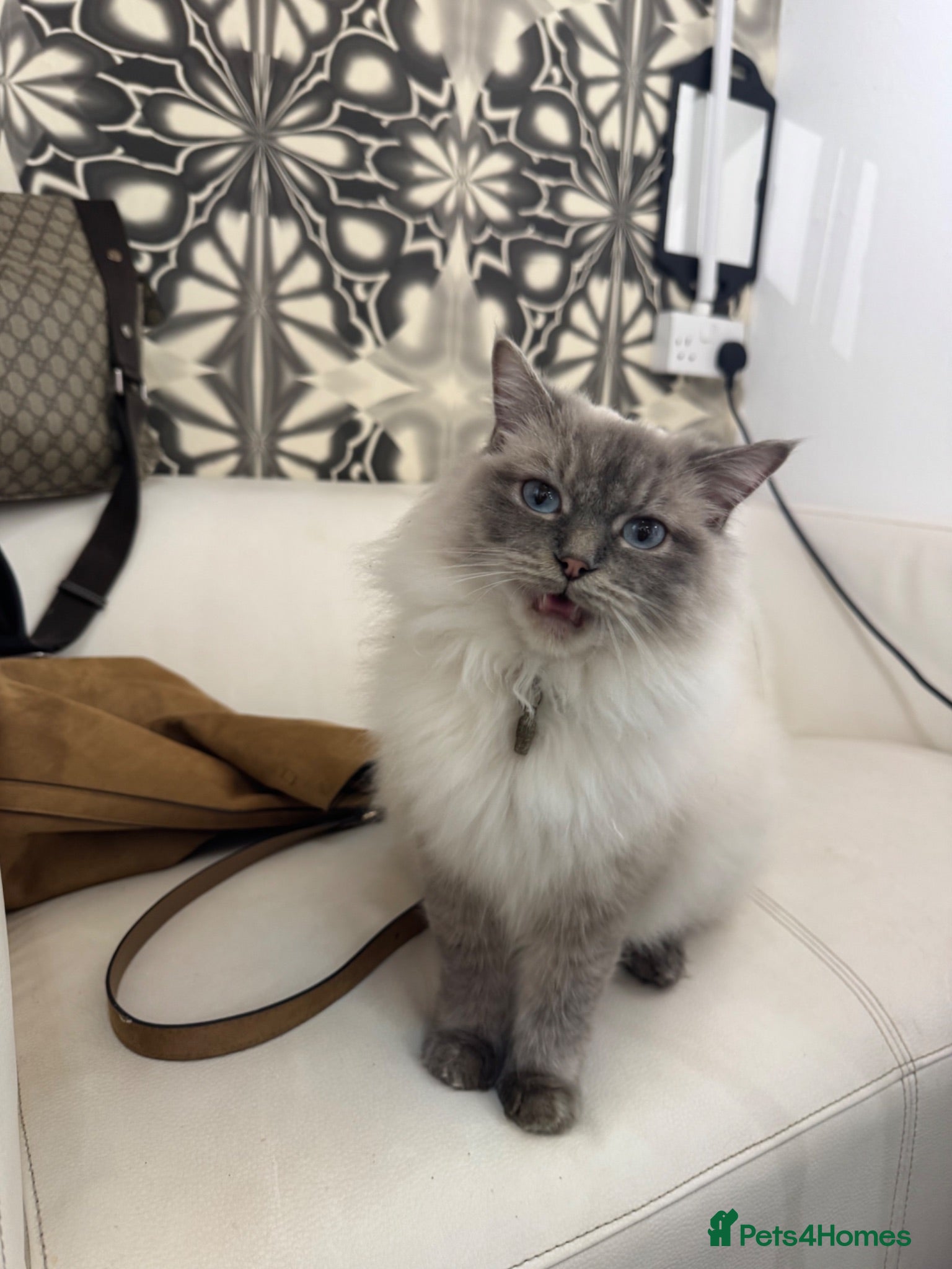 Ragdoll cats Last 2 ragdoll X babies  - Advert 3