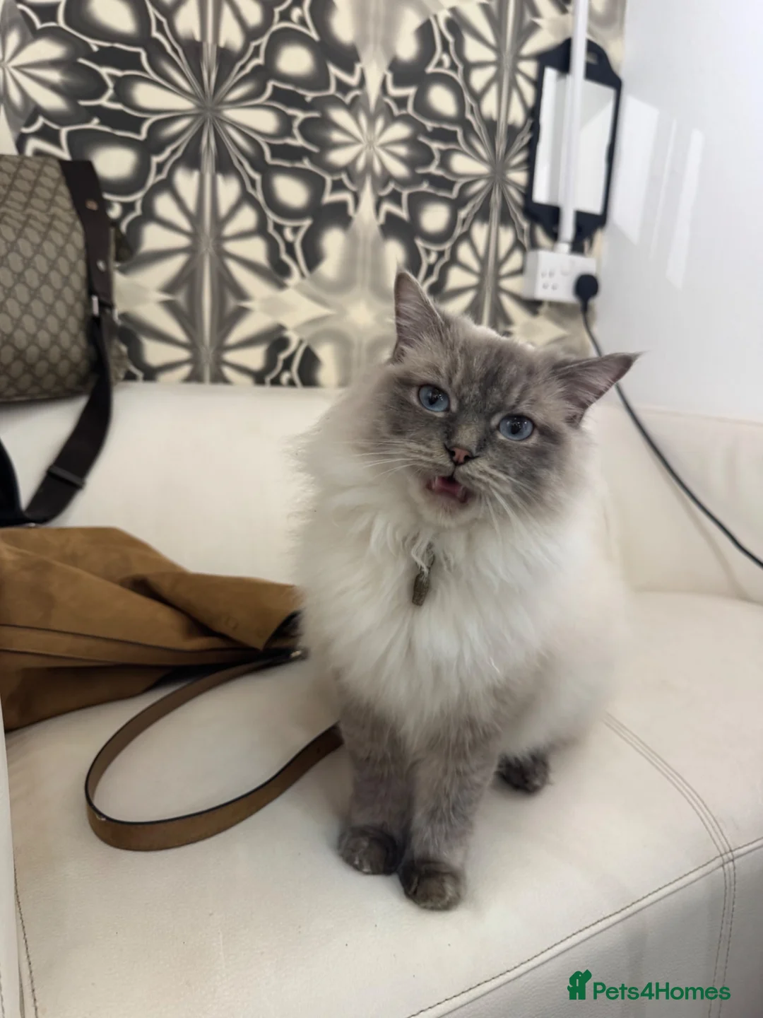Ragdoll cats for sale: Last 2 ragdoll X babies  - Advert 1