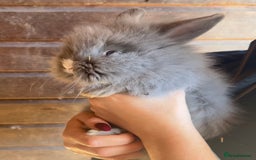Lionhead rabbits for sale: Extra Special Lionhead Bunnies  - Image 7
