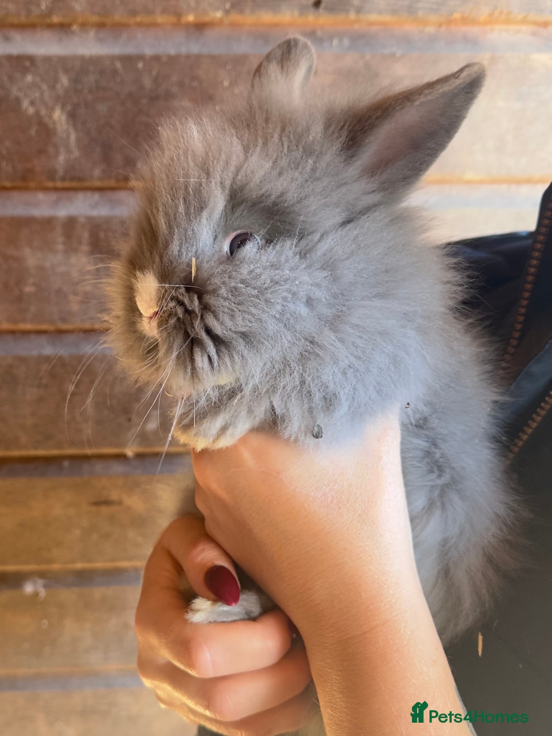 Lionhead rabbits for sale: Extra Special Lionhead Bunnies  - Image 7