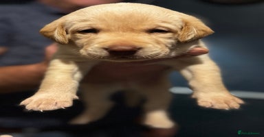 Labrador Retriever dogs - Advert 16