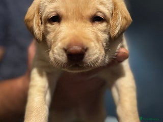 Labrador Retriever dogs - Advert 23