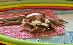 Cavapoo dogs for sale: Vet checked Cavapoo puppies F1 generation for sale - Advert 2