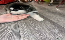 Huskita dogs for sale: huskeys  - Advert 9