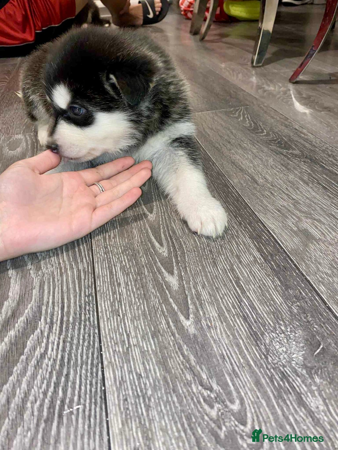 Huskita dogs for sale: huskeys  - Advert 9