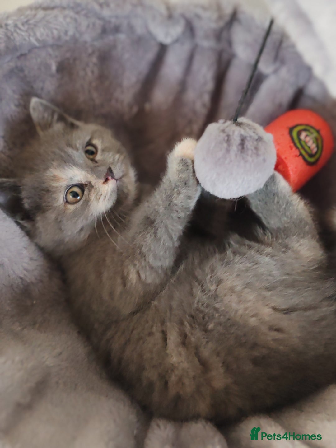 Scottish Fold cats for sale: Only 1 🐱 left.Scottish fold x BSH kittens - Image 7