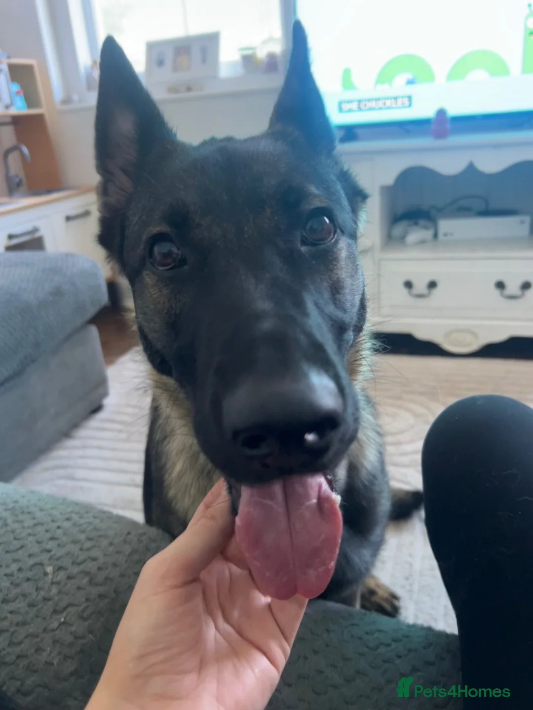 German Shepherd dogs for sale: Female German Shepherd - Advert 2